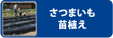 さつまいも苗植え